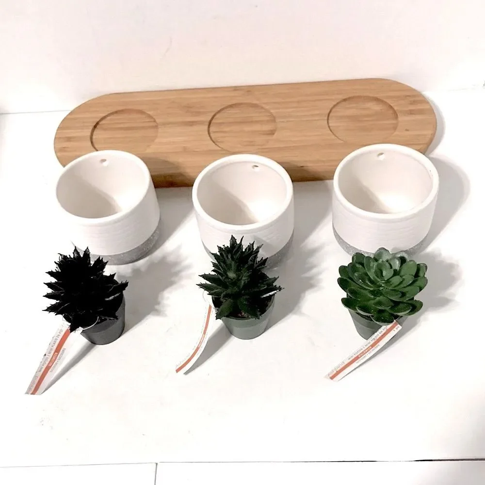 CENTERPIECE Decor Mini Faux Succulents in Ceramic Pots ASHLAND Wooden Tray